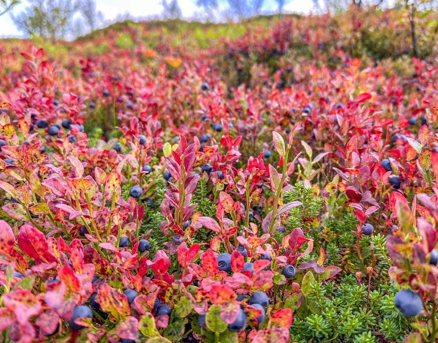 Some berries in Fjord Norway
