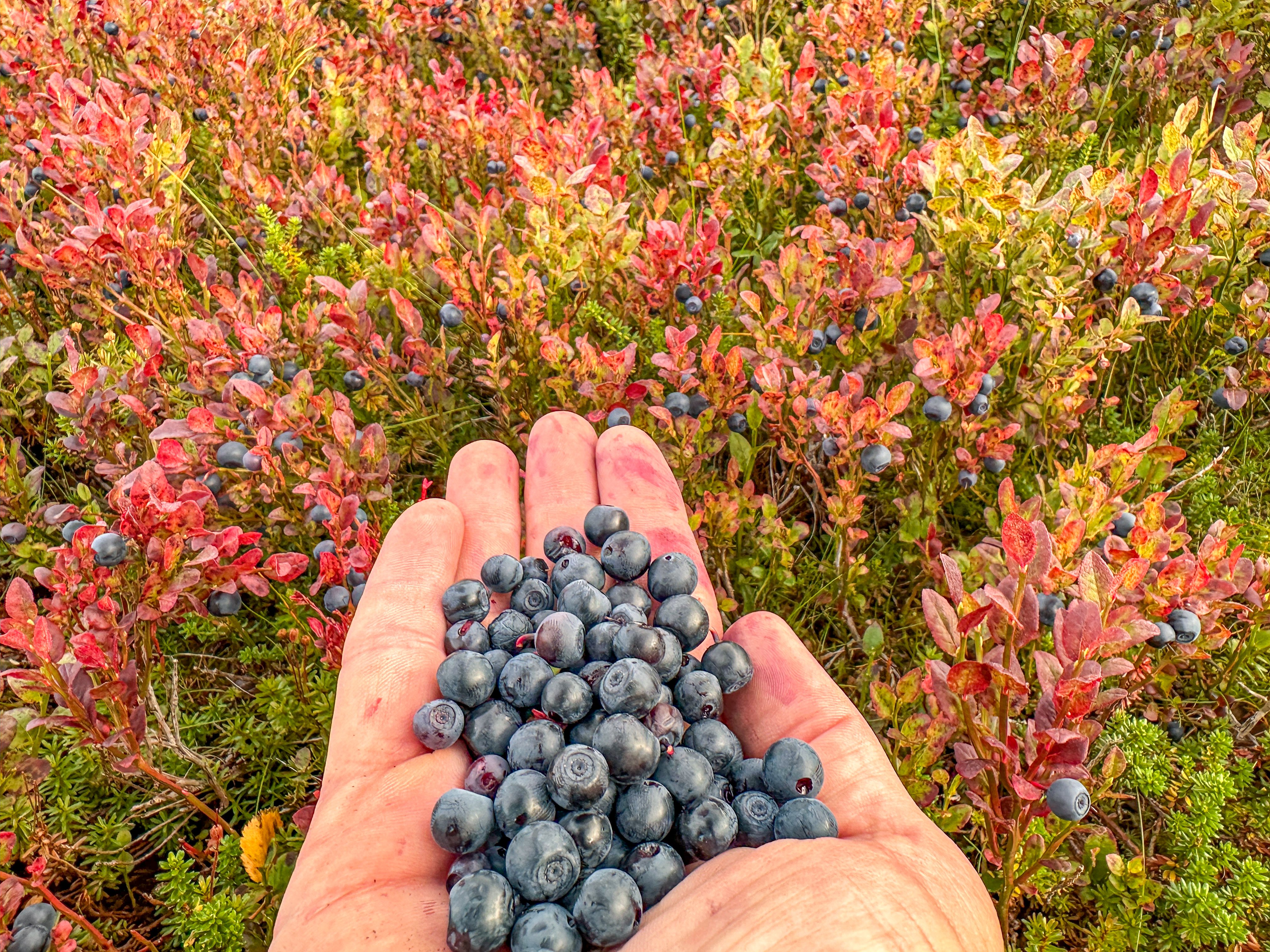 Fresh berries in Voss, Norway in the palm of a happy visitor