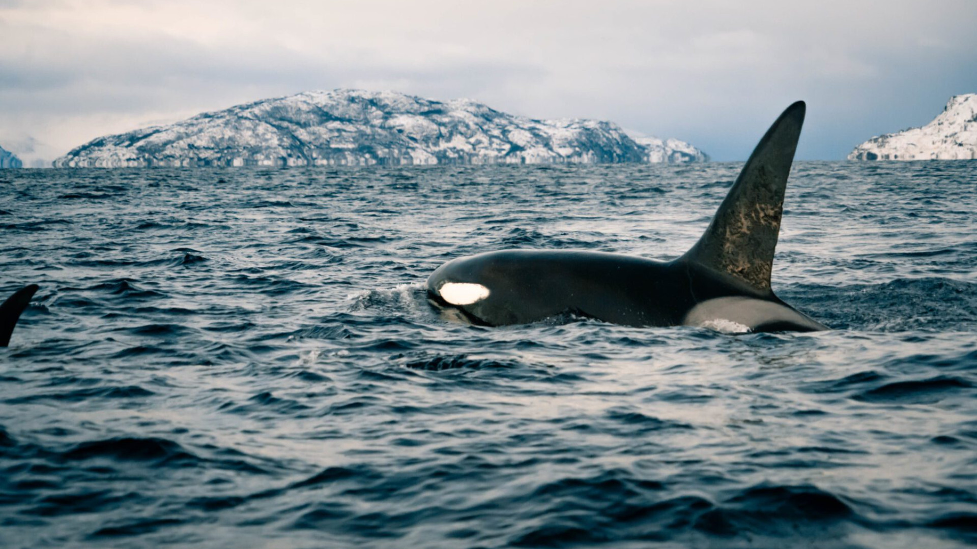 Orca whale in Northern Norway among the fjords