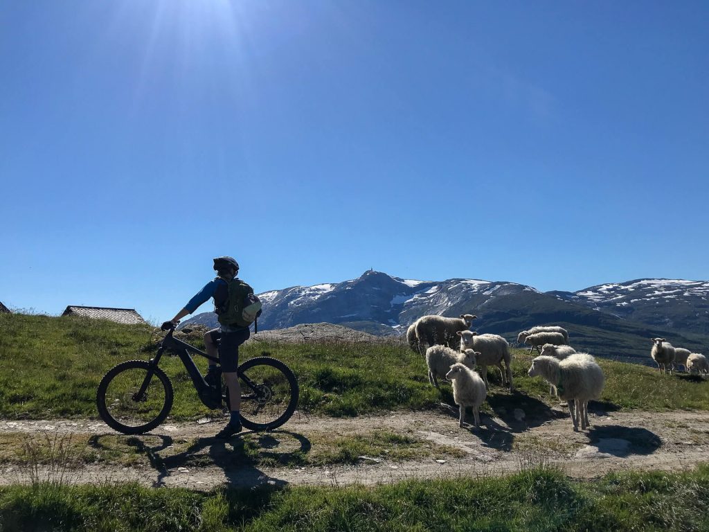 meeting sheeps on the mtb trails in norway
