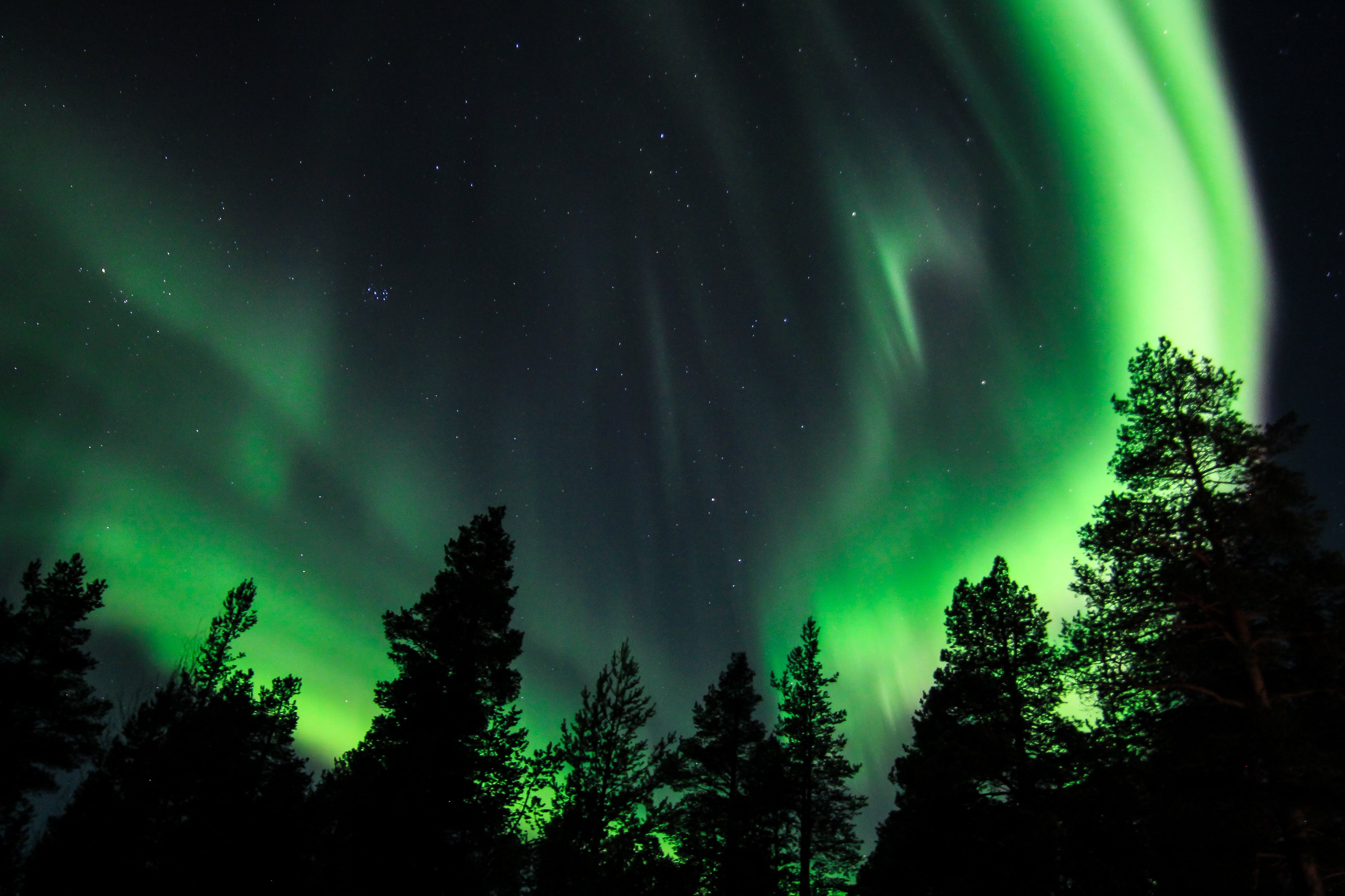 A view of the Northern Lights above a forest below the Arctic Circle in Norway