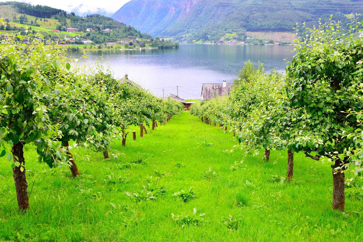 An apple orchard near Ulvik on the Hardangerfjord, Norway near Bergen