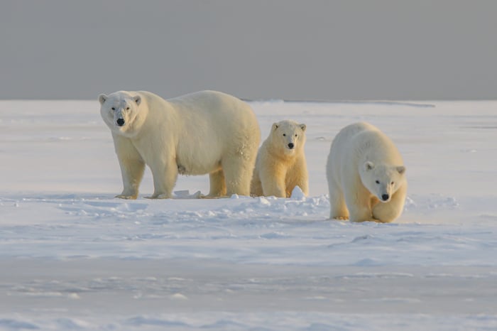 Are there polar bears in Norway?