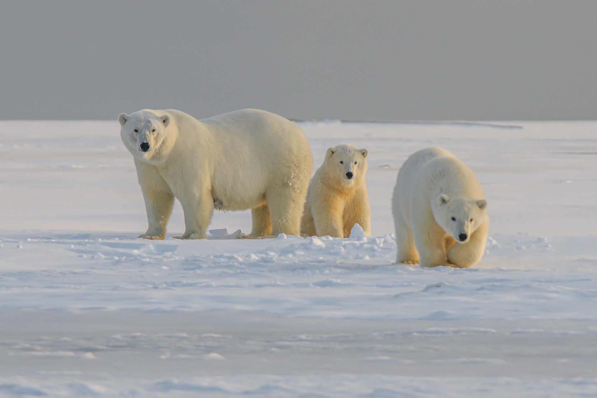 Are there polar bears in Norway?