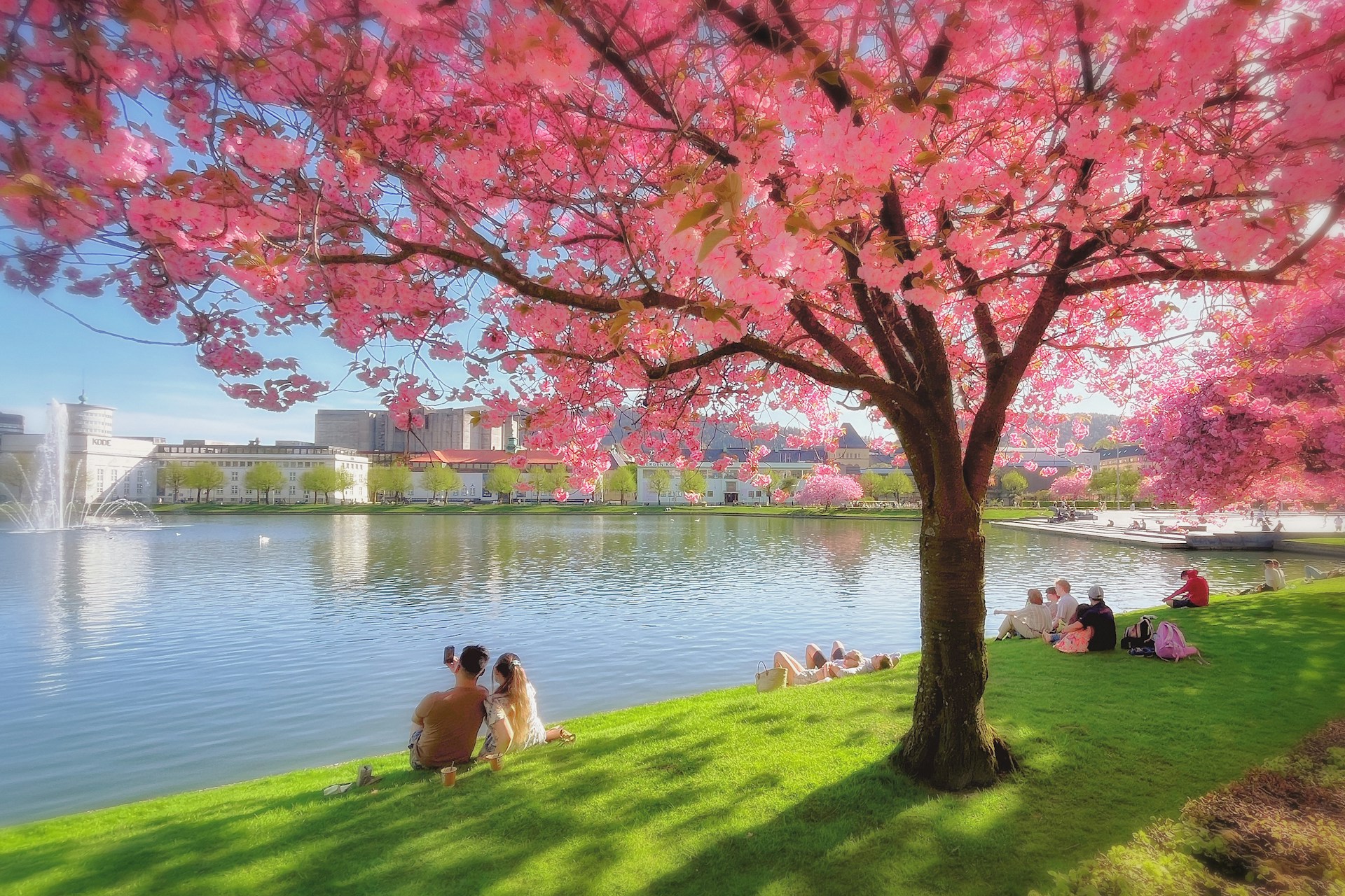 Couples watching cherry blossoms in Bergen, Norway