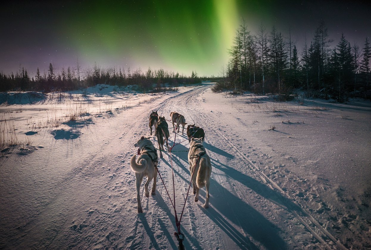 Northern Lights in Northern Norway, photo taken by person on a husky tour