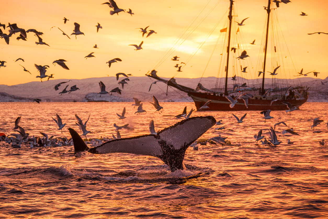 Whales and birds in a beautiful landscape near Svalbard, Norway