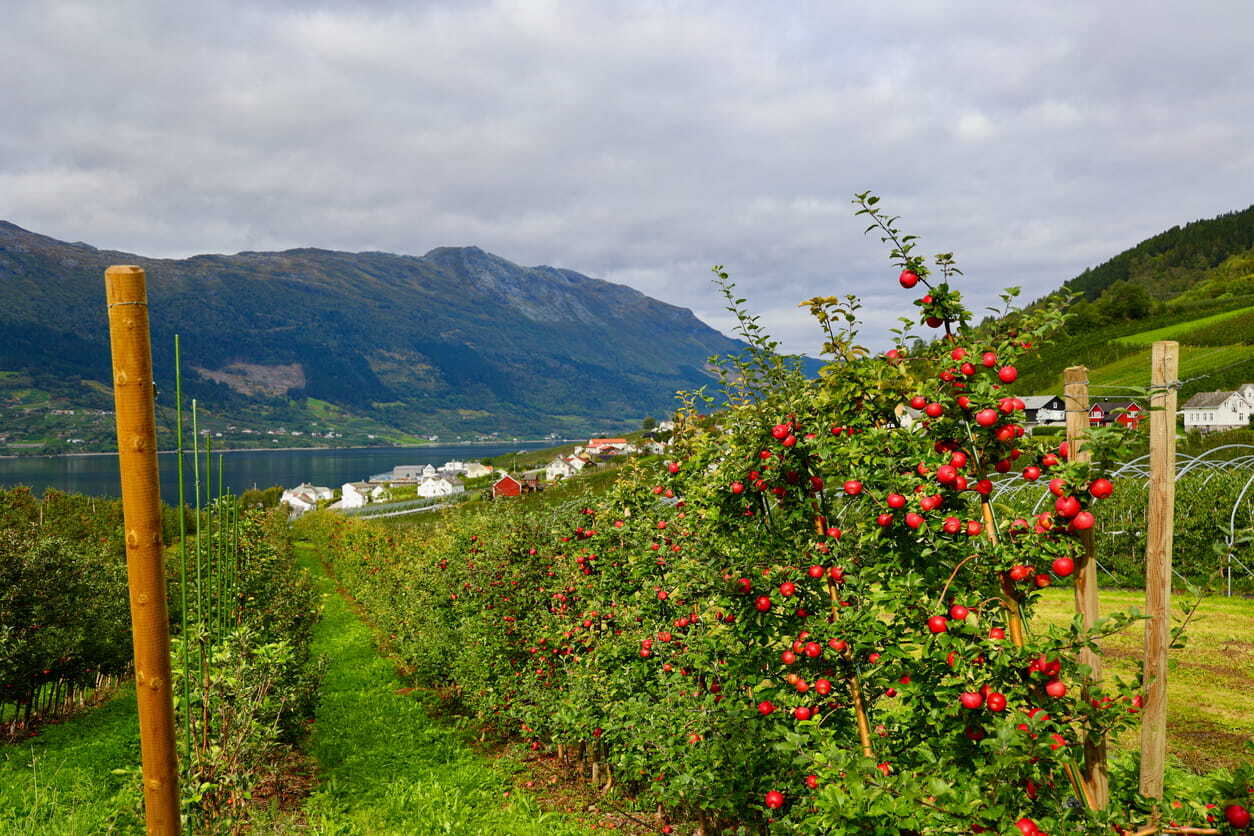 An orchard vista near Hardanger, Norway