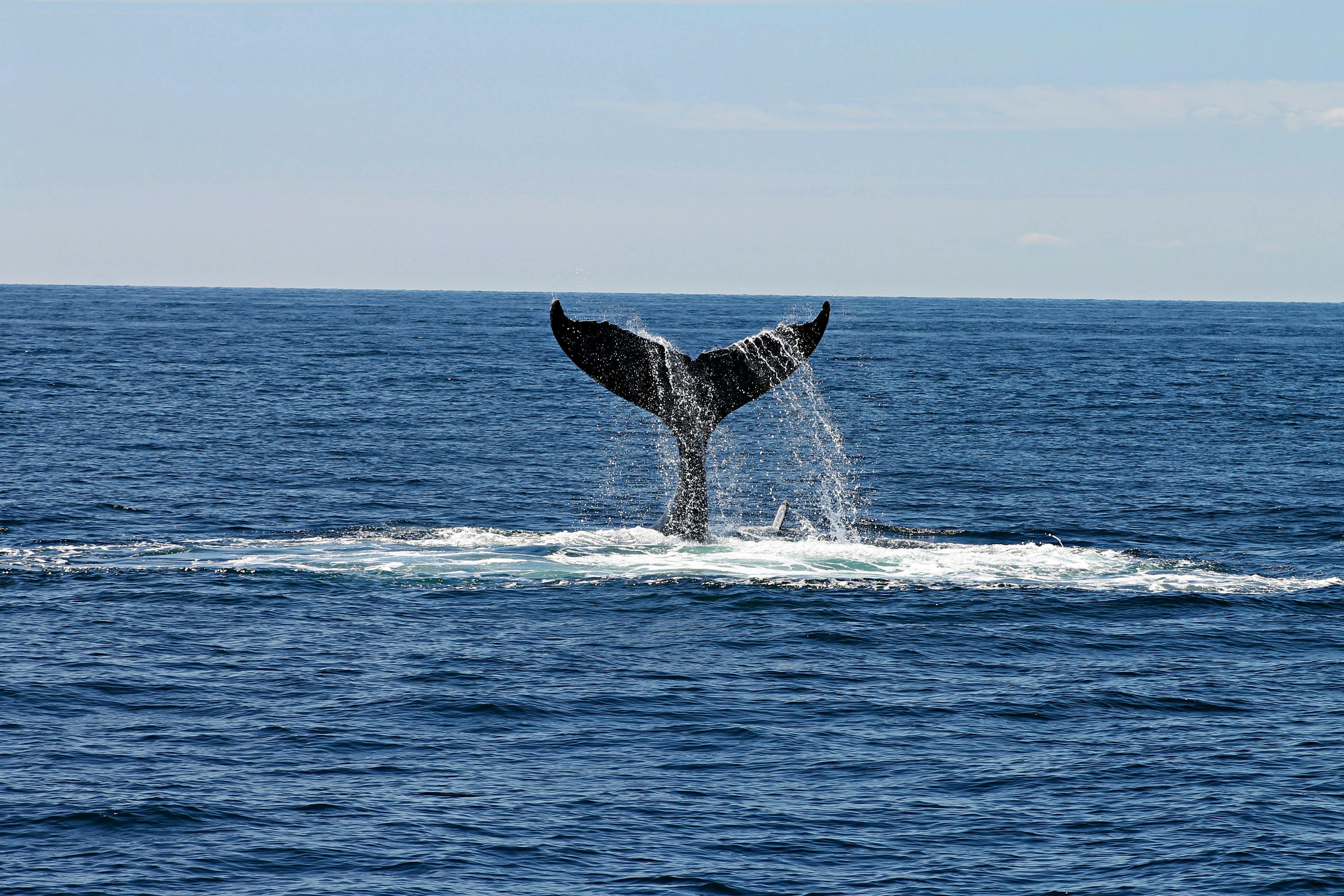 A whale diving in the Alta, Norway area
