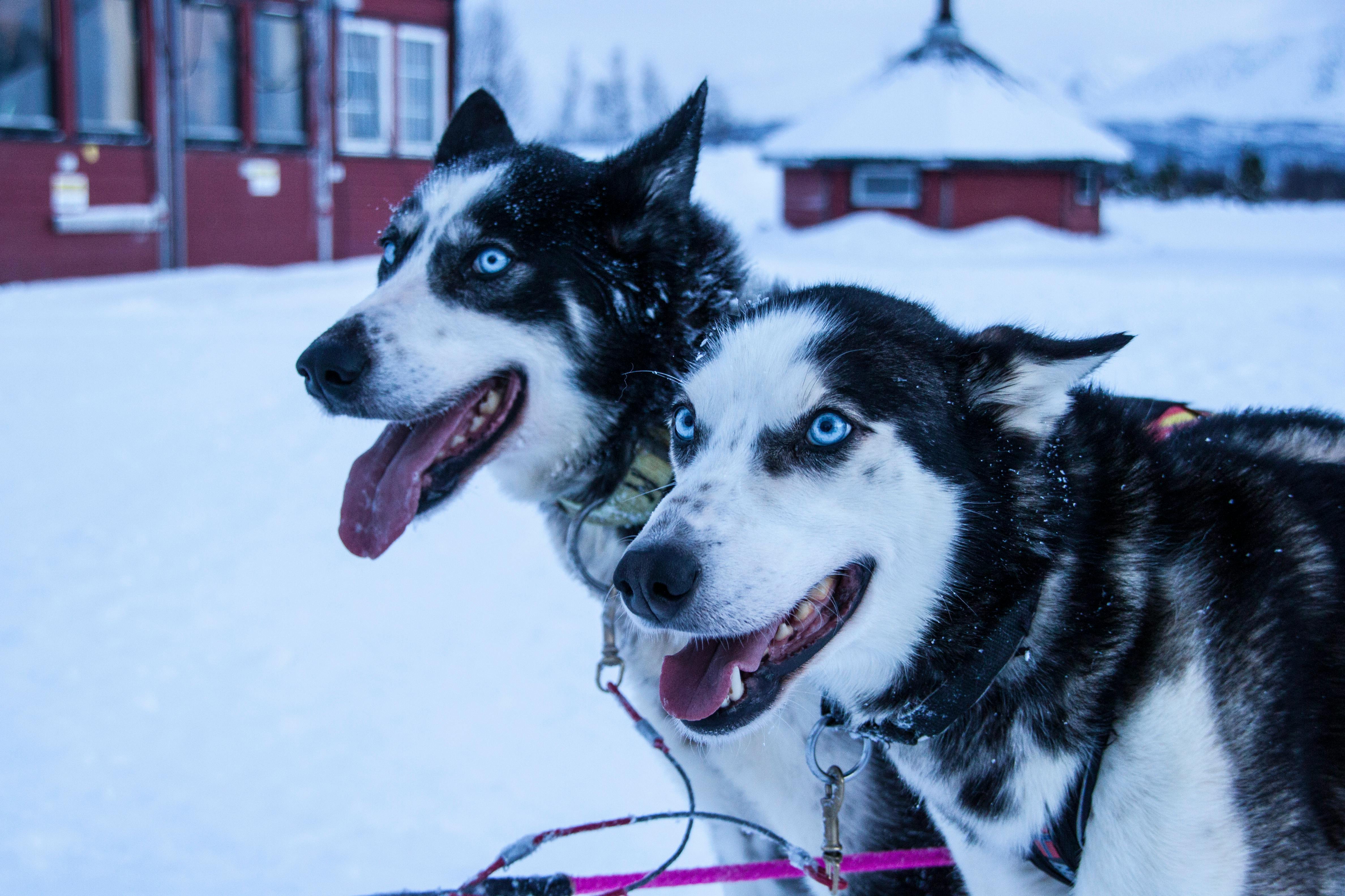 Two huskies before a trip in Alta, Norway