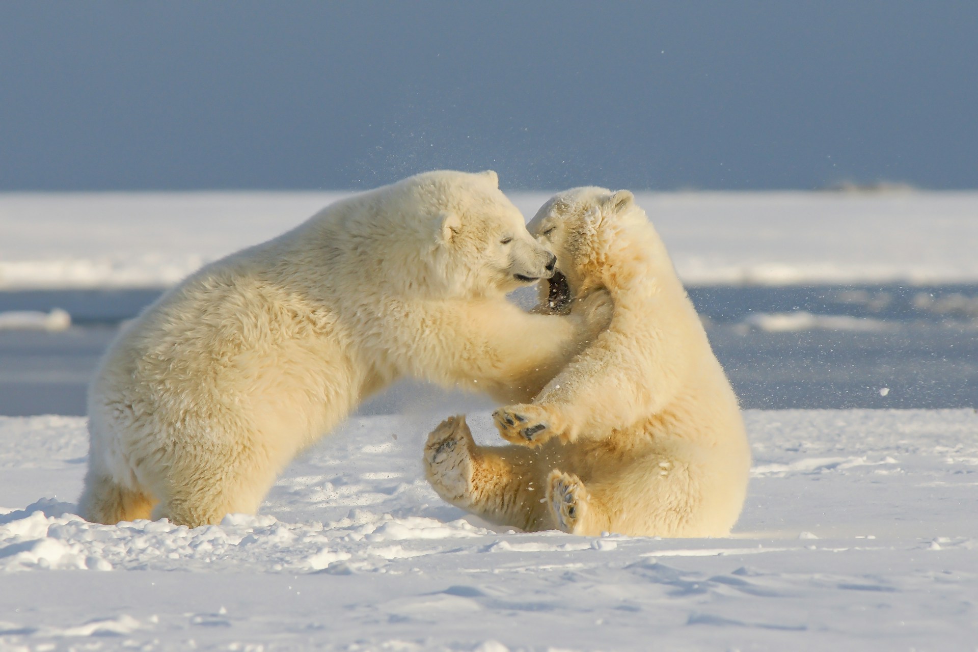 Polar bear cubs playing in Svalbard, Norway