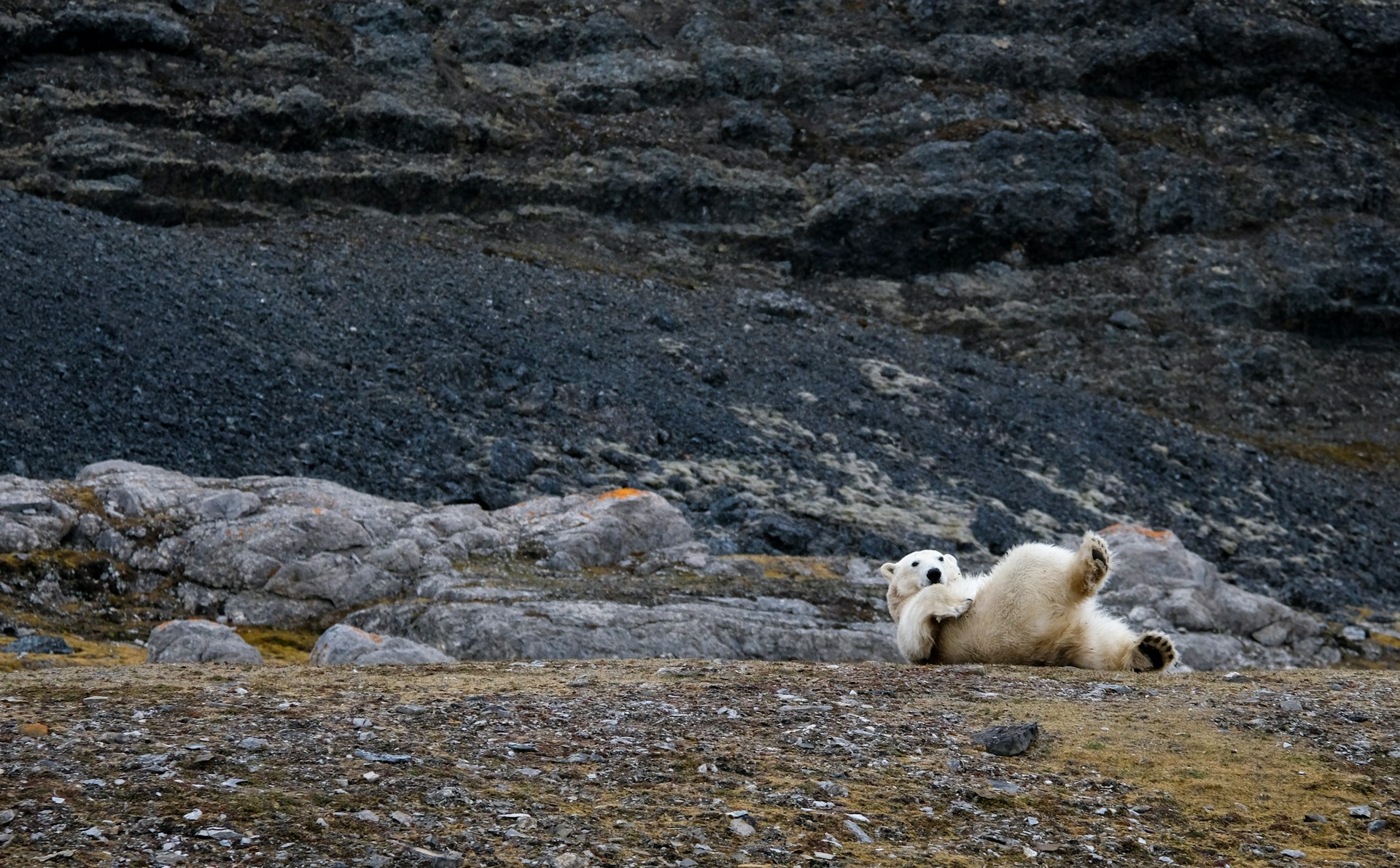 A polar bear playing in Svalbard, Norway, taken from a ship
