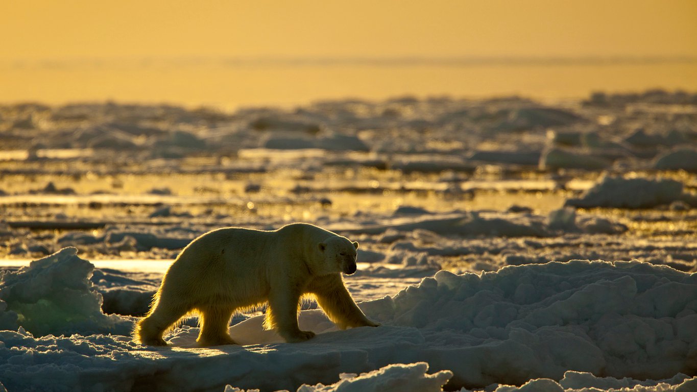Polar bear walking on the ice of Spitsbergen, Svalbard, at sunset