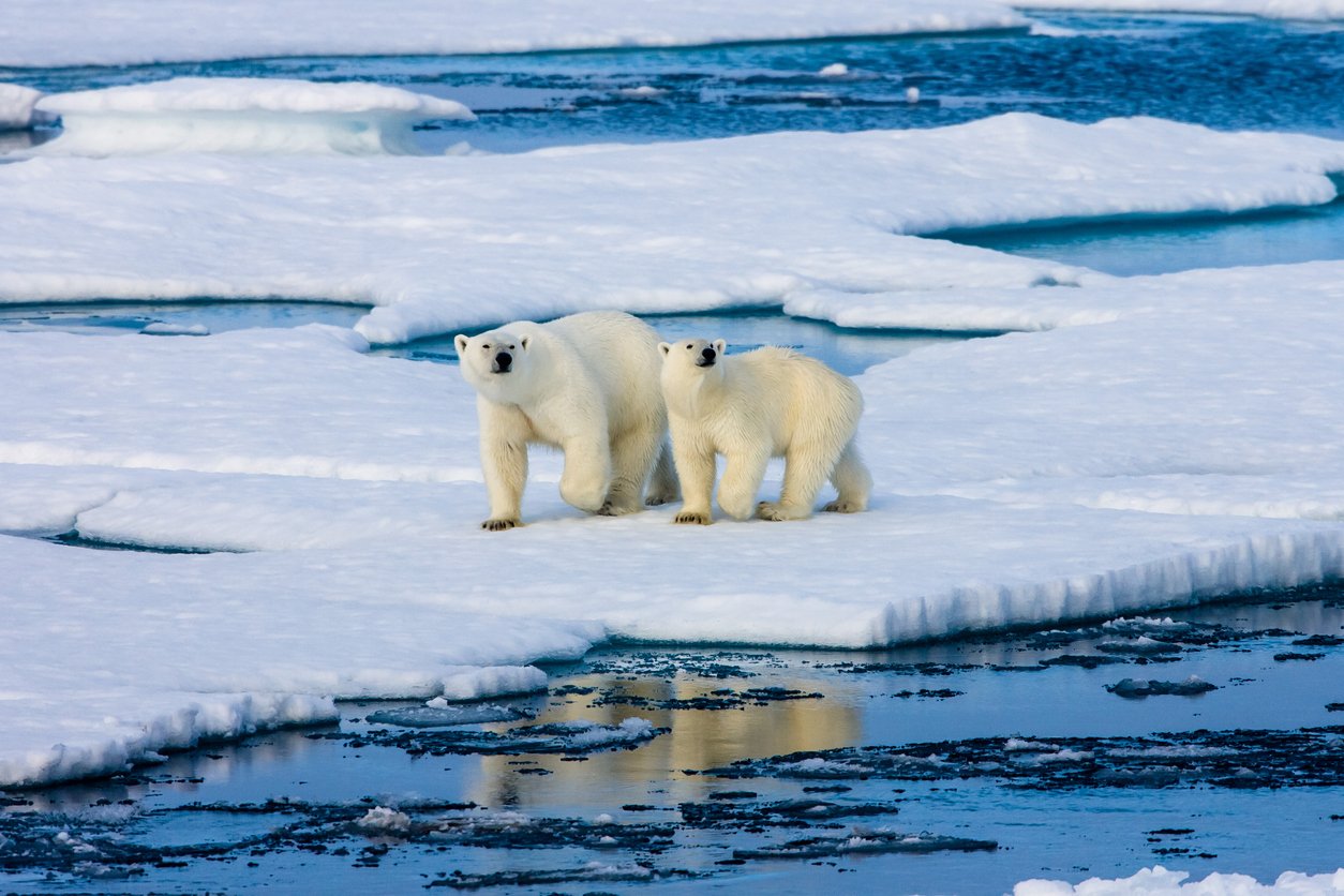 Two polar bears walking around in Svalbard, Norway