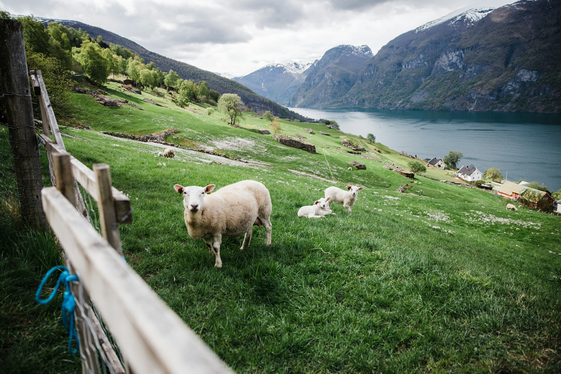 Sheep in a village on a Norwegian fjord