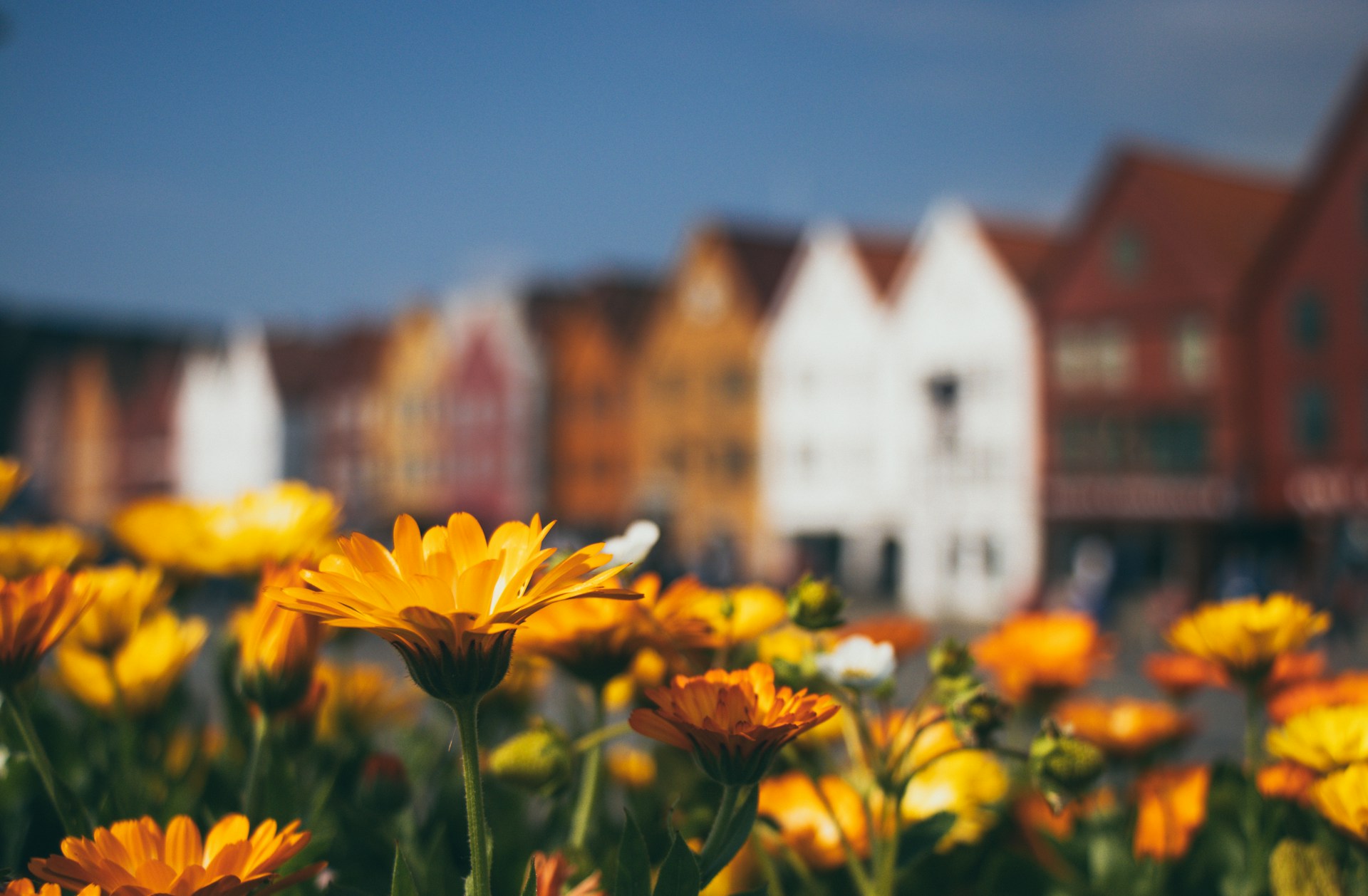 Spring flowers with Bryggen, Bergen in the background