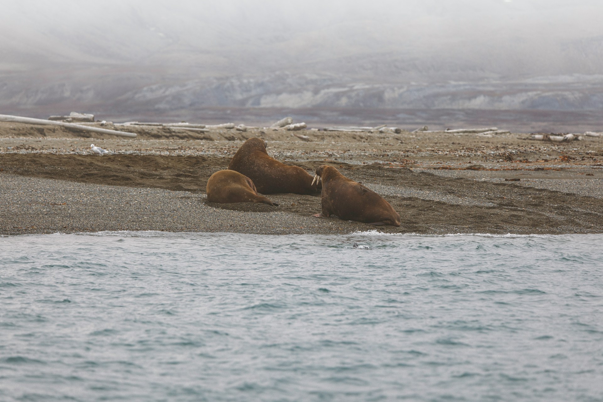 Walrus relaxing on a beach in Svalbard, photo taken on a guided wildlife photography tour