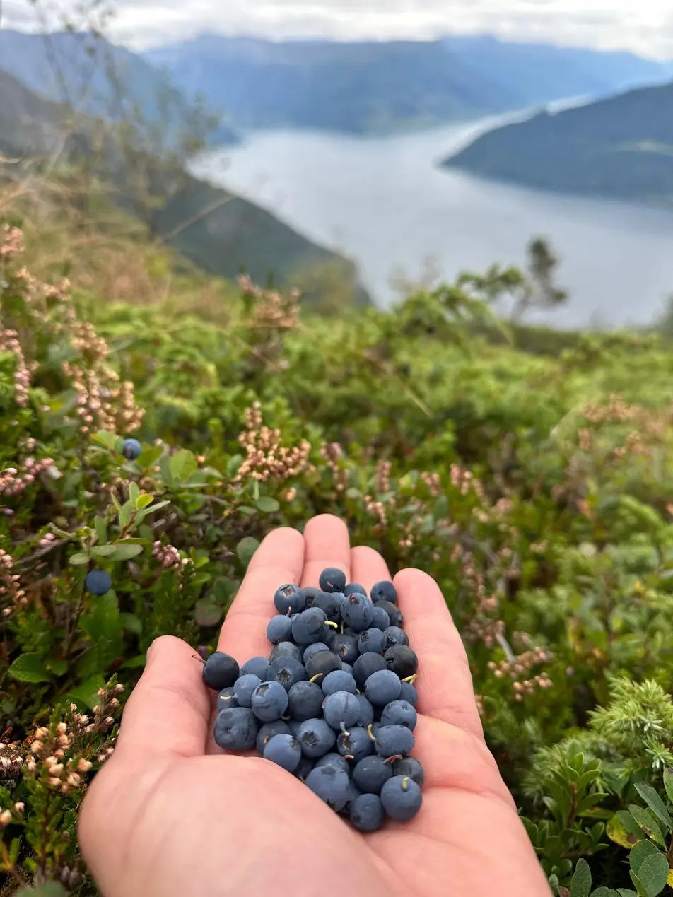 Myrtille à la main lors d'une randonnée à vélo dans les fjords en Norvège